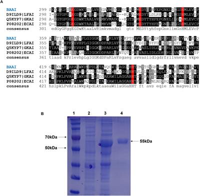 Exploring a Highly D-Galactose Specific L-Arabinose Isomerase From Bifidobacterium adolescentis for D-Tagatose Production